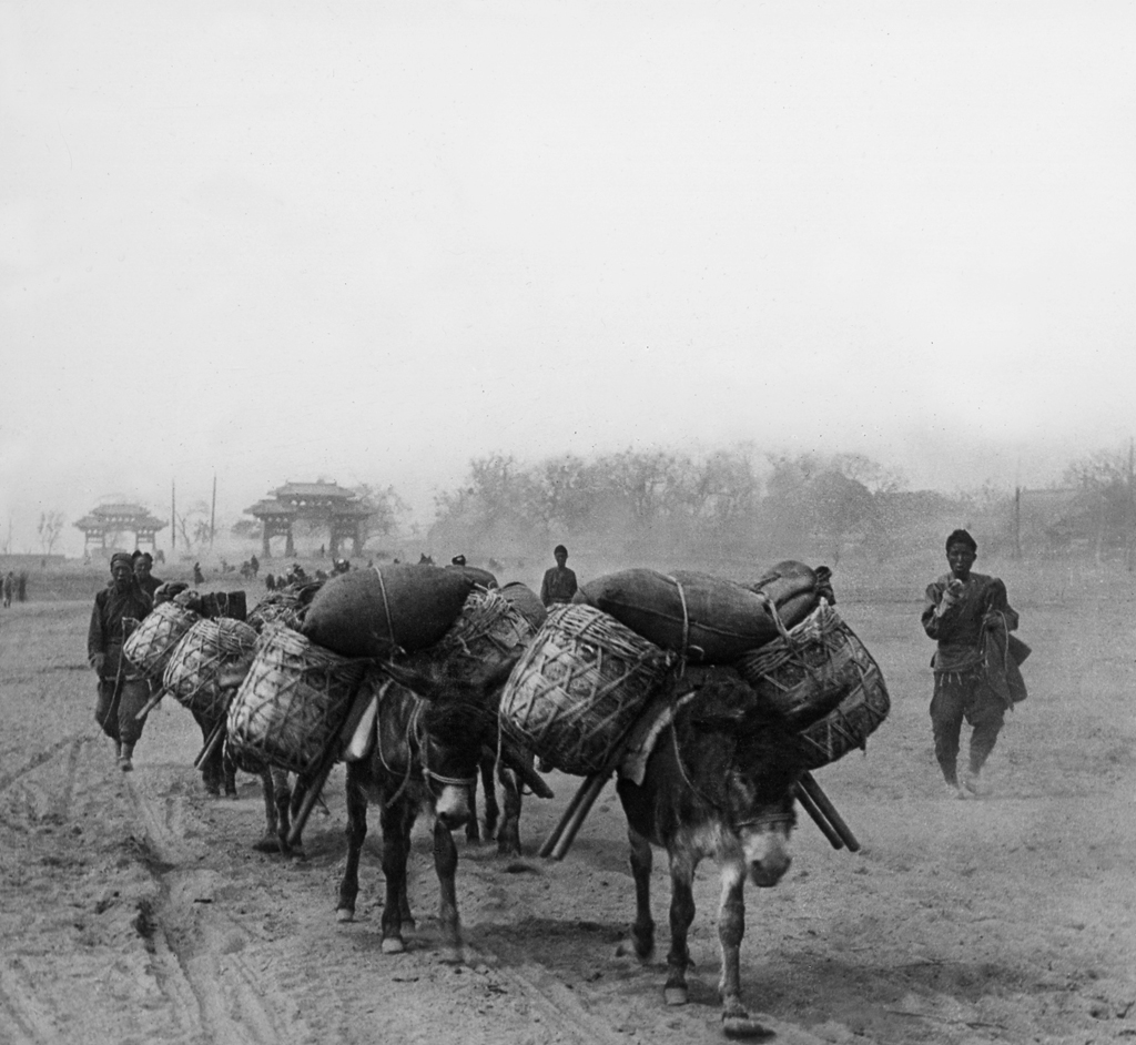 Burro Train. Manchuria. China 1900 ca