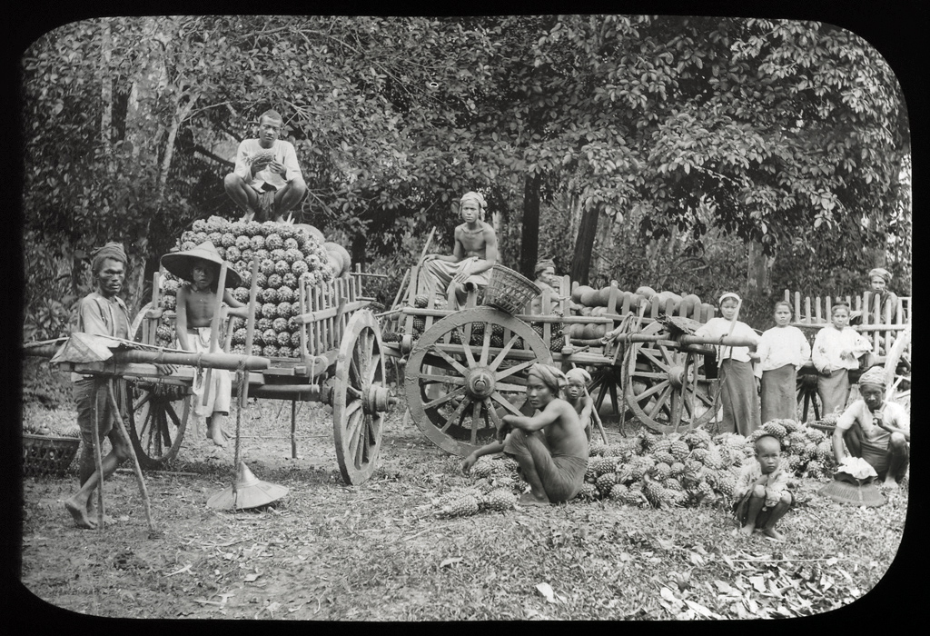 Gathering pineapple and jacks. Klier