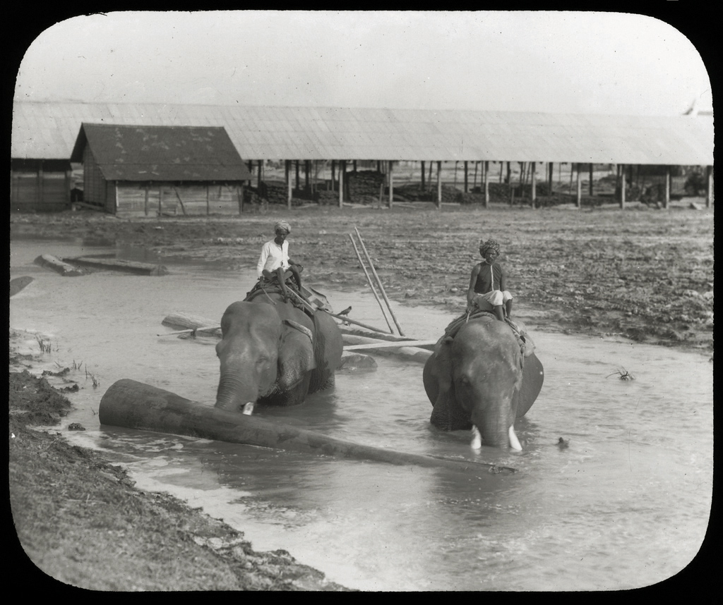 Removing timbers from creek. Photographer Unknown