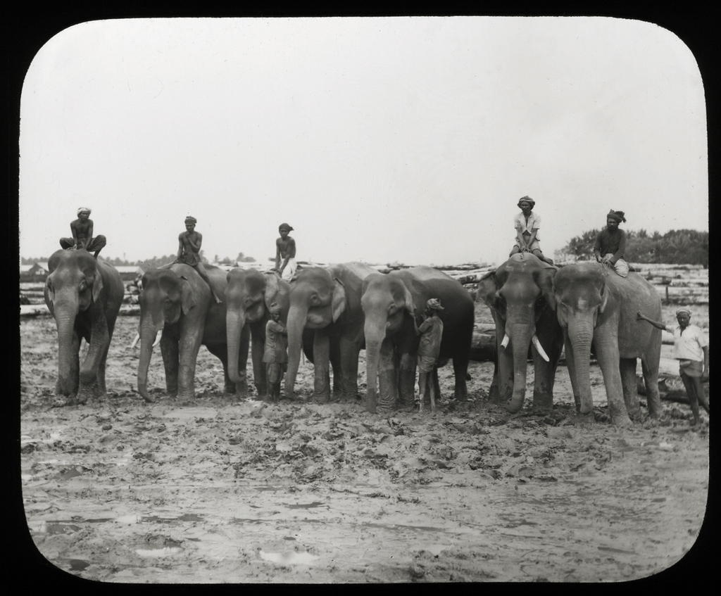 Working Elephants. Photographer Unknown