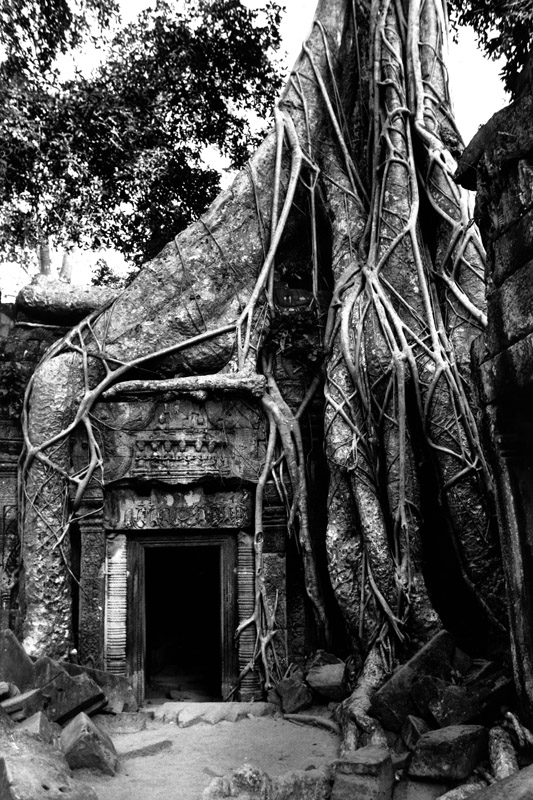 Ficus Gibbosa, Ta-Prohm. Angkor, Cambodia 1996 - © Carlo Sacco