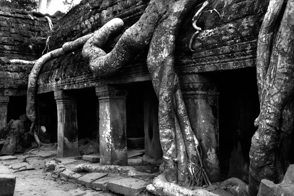 Inside Ta-Prohm. Angkor, Cambodia 1996 - © Carlo Sacco