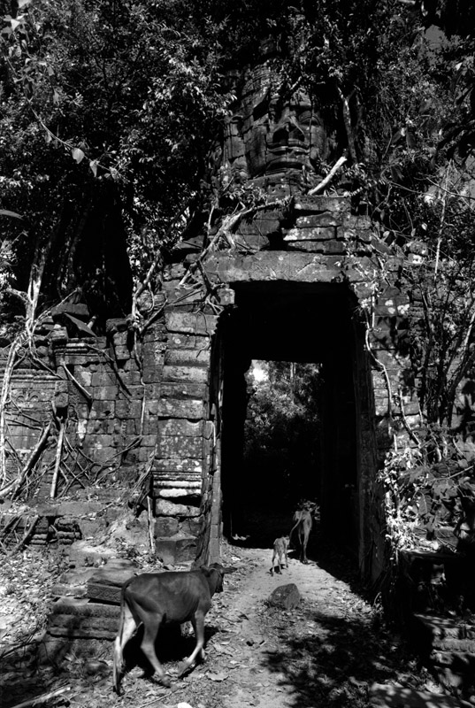 North gate Ta-Prohm. Angkor, Cambodia 1997 - © Carlo Sacco