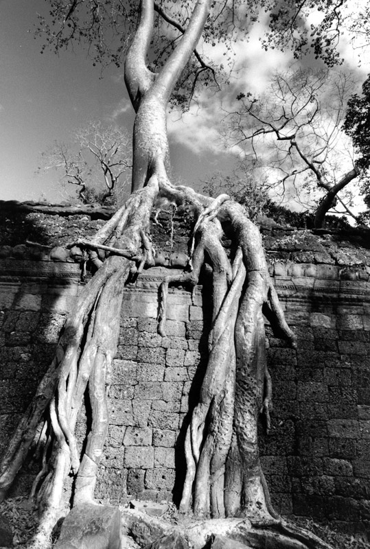 Ta-Prohm. Angkor, Cambodia 1997 - © Carlo Sacco