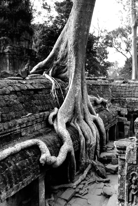 Silk Cotton Tree, Ta-Prohm. Angkor, Cambodia 1996 - © Carlo Sacco