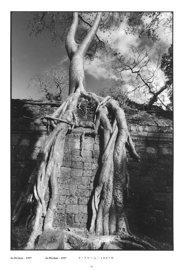 Silk cotton tree. Ta-Prohm - © Carlo Sacco