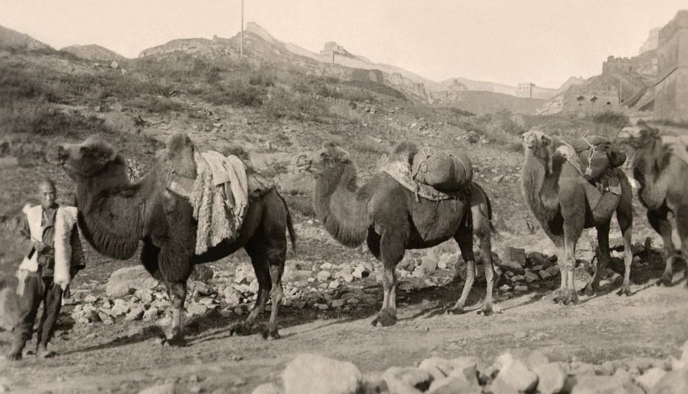 A camel train near great wall. Photographer unknown 1930