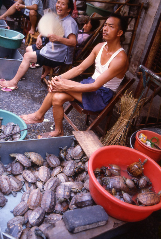 Turtles for delicate soups. Canton market, China 1983 - © Carlo Sacco