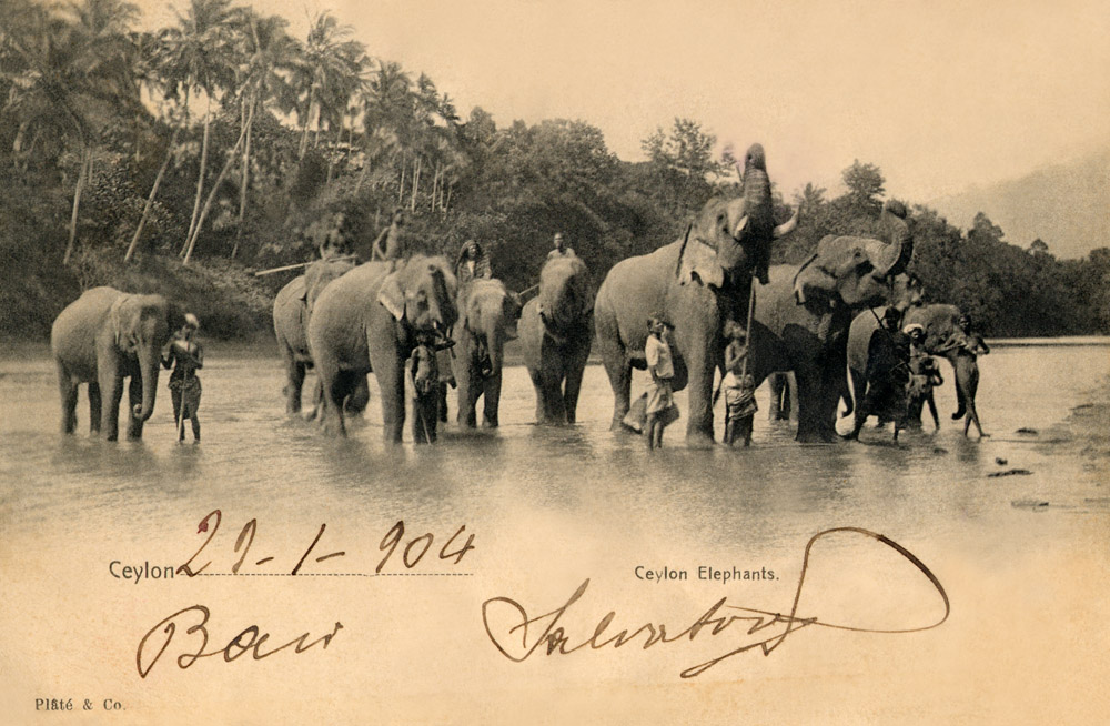 Elephants bathing. Ceylon 1904