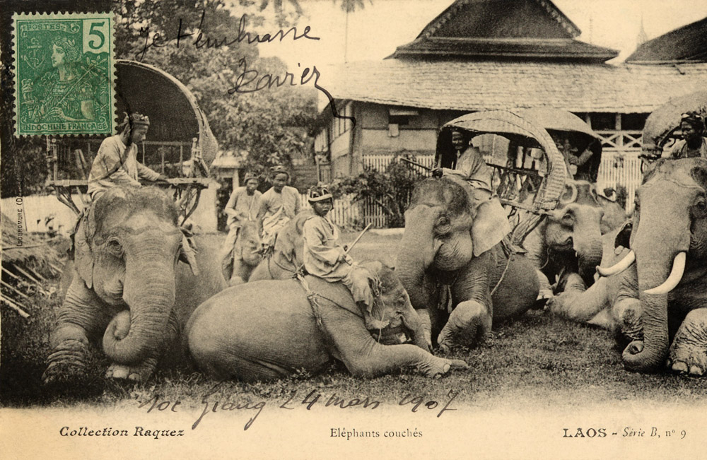 Resting Elephants