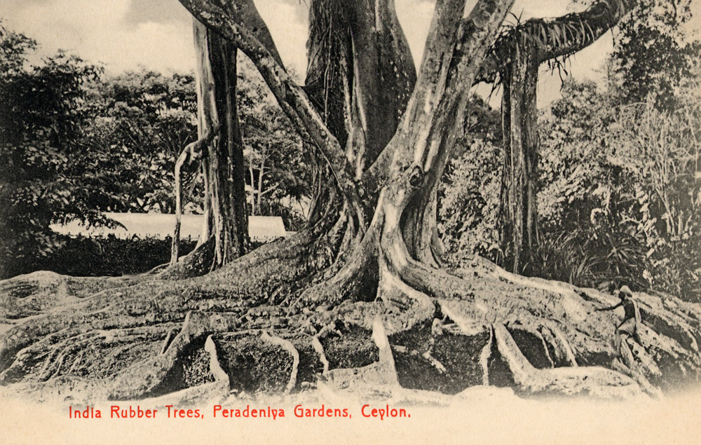 Rubber tree. Peradeniya gardens near Kandy. Ceylon