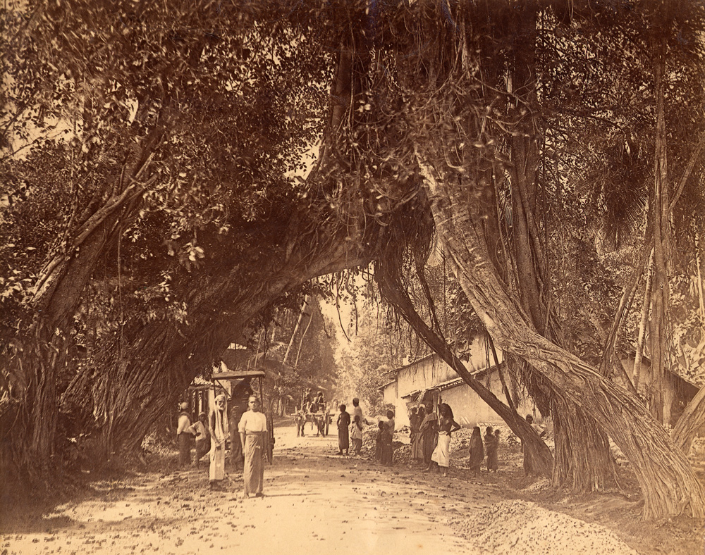 Albumen. Avenue of Trees. Colombo, Ceylon - Attributed to W.L.H. Skeen