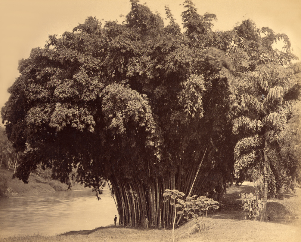 Albumen. Peradenya Garden. Kandy, Ceylon - Attributed to W.H.L. Skeen