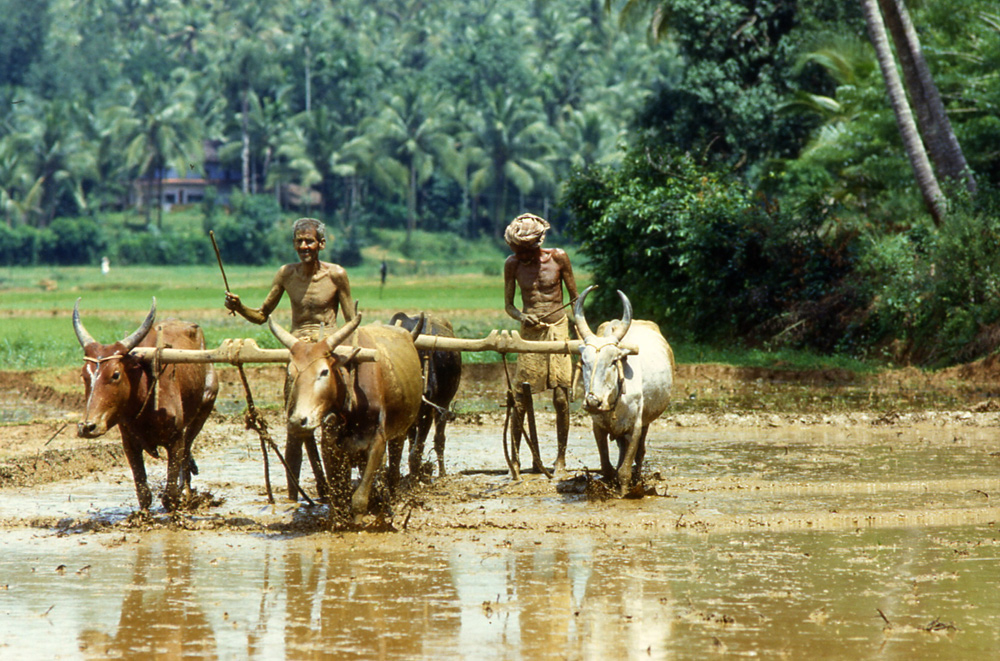 Ricefields near Tirur. Kerala, South India 1985 - © Carlo Sacco