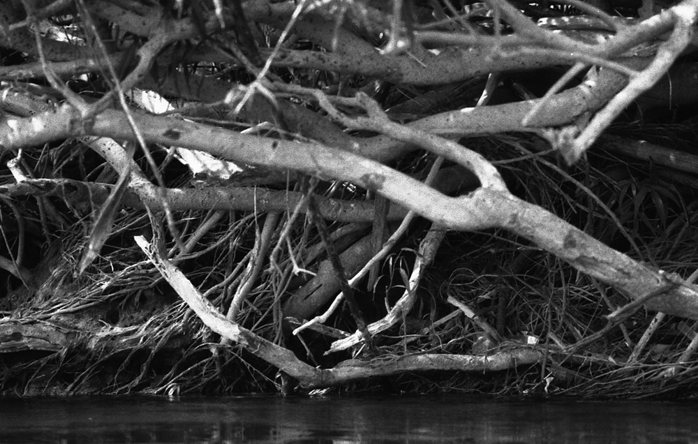 Trees discovered by low level of the water. Siphandon, Laos 2008 - © Carlo Sacco