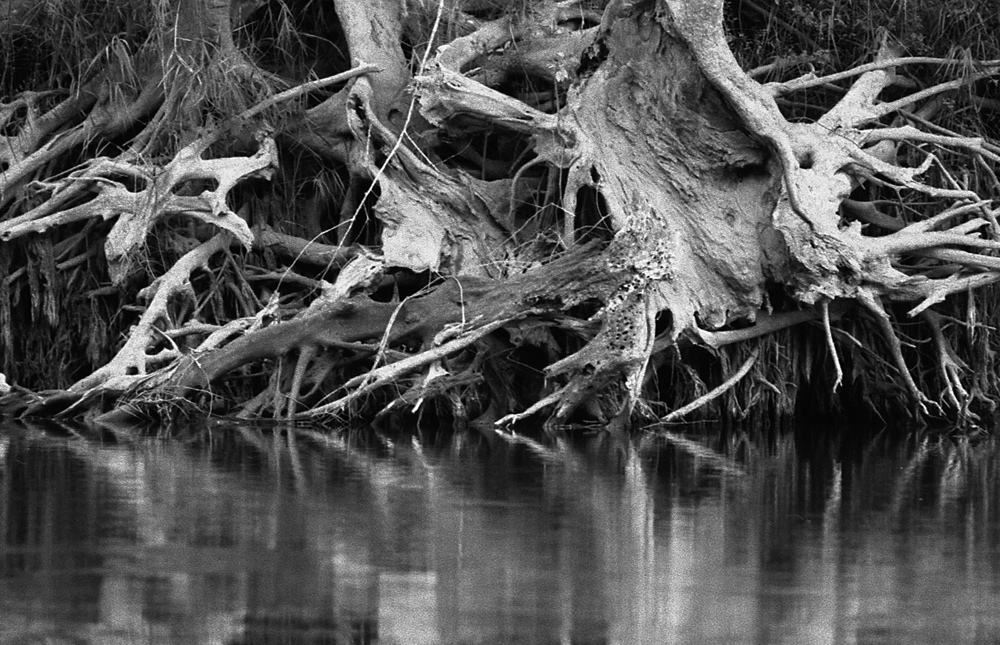 Trees along the river. Laos 2008 - © Carlo Sacco