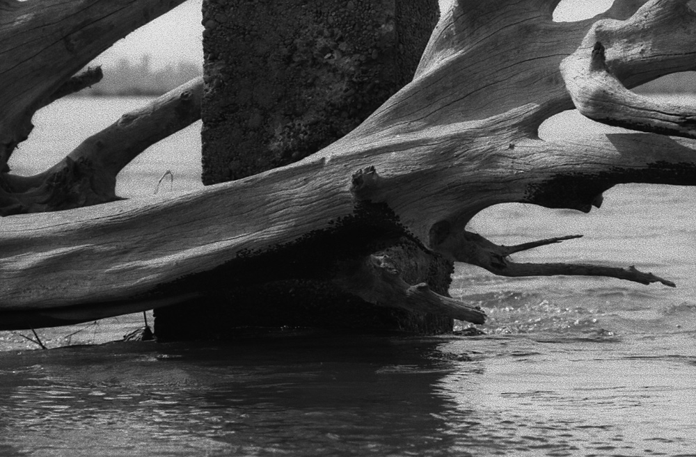 A tree stopped by the stream over a level water indicator. - © Carlo Sacco