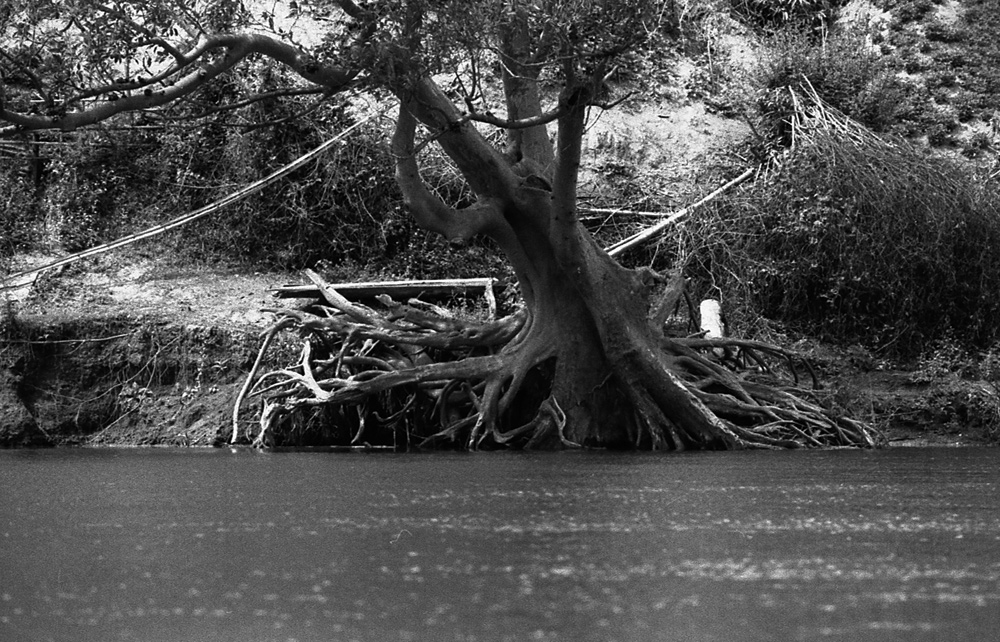 Big trees growing near the water. Laos 2008 - © Carlo Sacco