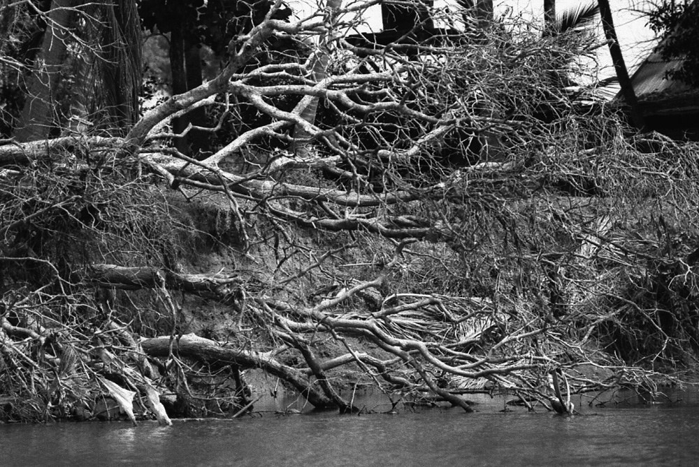 Fallen down by the stream. Siphandon, Laos 2008 - © Carlo Sacco