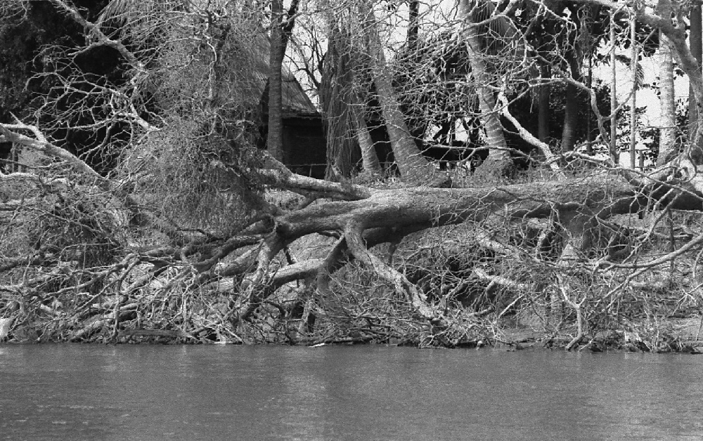 Fallen tree near Khong island. Siphandon, Laos 2008 - © Carlo Sacco