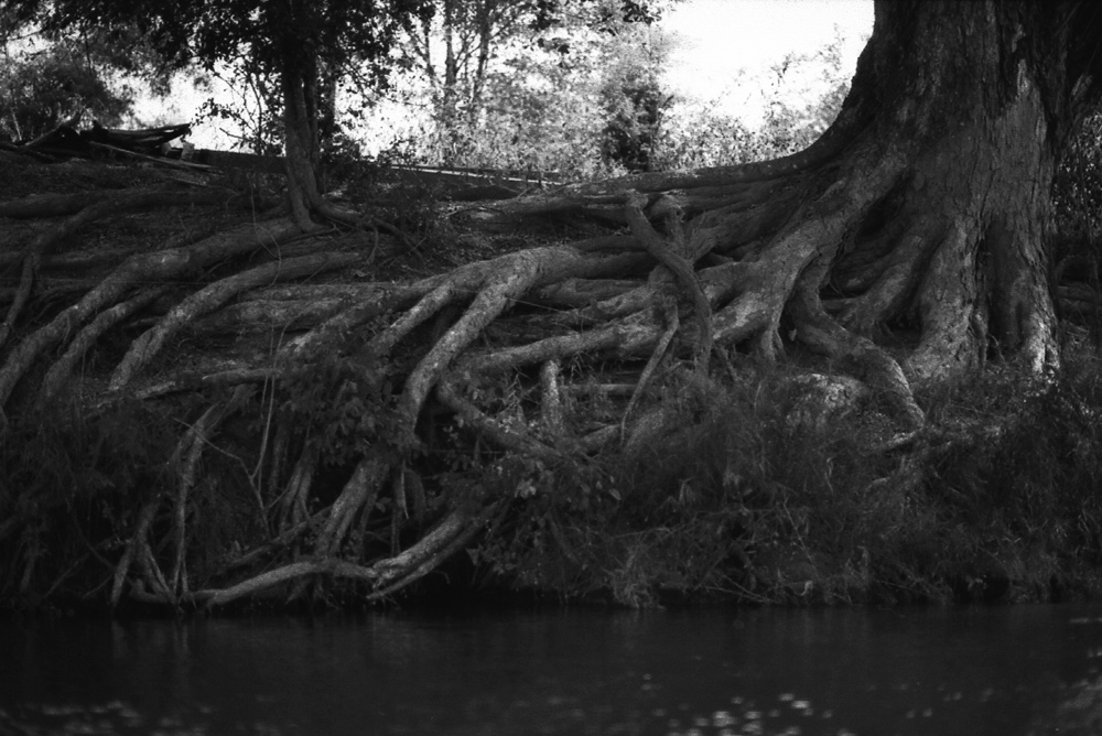 Trees along the water. Siphandon, Laos 2008 - © Carlo Sacco