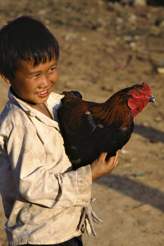 A boy with his chicken. Ban Sala, Ponsavan, Laos 2008 - © Carlo Sacco