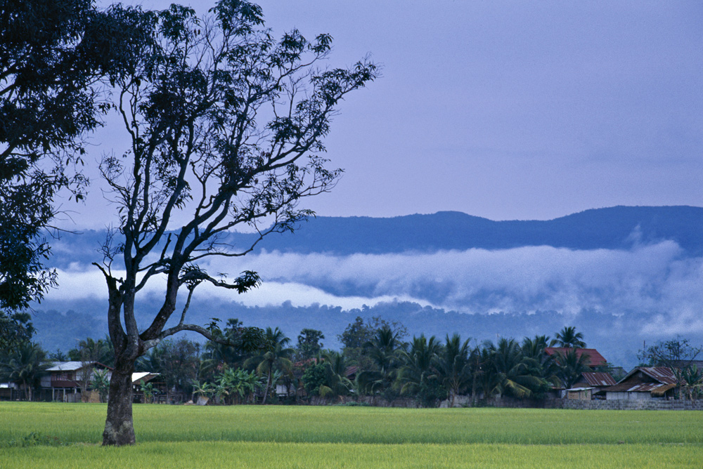 Ricefields after rain. Luang Prabang, Laos 2008 - © Carlo Sacco