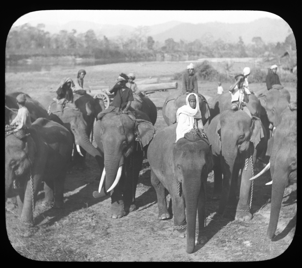 Group of elephants with chains and riders. Burma. 1910 ca