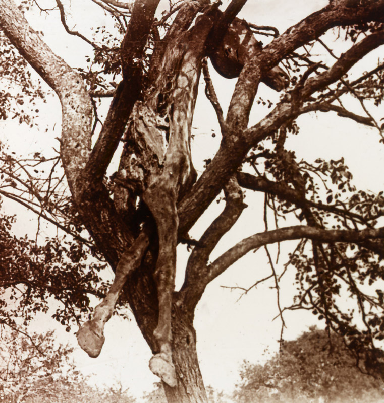  Horse body on a tree. Argonne, 1915 - © Carlo Sacco